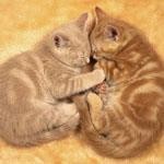 茶にゃんこ×2 茶にゃんこ×2