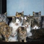 ねこだらけ ねこだらけ