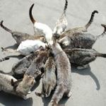 放射猫 放射猫