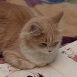 ふむふむ ふむふむ