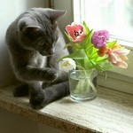 生け花の師匠 生け花の師匠