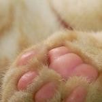 neko hand neko hand