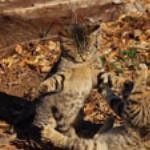 ねこだまり ねこだまり