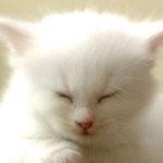 みざる みざる