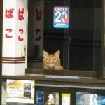 おばちゃん おばちゃん