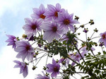 皇帝ダリア 皇帝ダリア