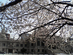 築地本願寺とさくら 築地本願寺とさくら