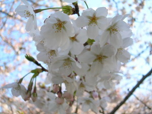 やっと開花しました。 やっと開花しました。