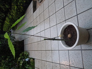 avocado avocado