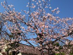 shintabi2014-03-24 shintabi2014-03-24