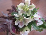 shirasagikara2016-03-05 shirasagikara2016-03-05