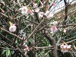 shirasagikara2016-03-15 shirasagikara2016-03-15