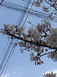 070329桜 070329桜