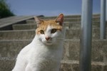 見りゃ、分るだろ!! 猫だよ、猫!! 見りゃ、分るだろ!! 猫だよ、猫!!