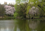 suikan2004-04-23 suikan2004-04-23