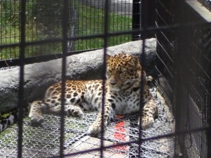 アムールヒョウ アムールヒョウ