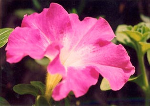 takanabe1998-09-16 takanabe1998-09-16