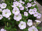 takanabe2003-07-27 takanabe2003-07-27