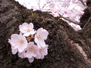 takanabe2010-03-24 takanabe2010-03-24