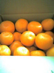 tentana2005-03-07 tentana2005-03-07