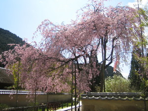 枝垂れ桜 10.04.17 枝垂れ桜 10.04.17