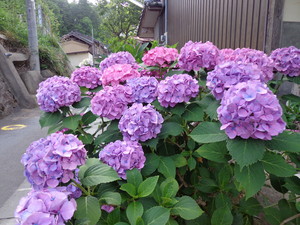 紫陽花 12.06.27 紫陽花 12.06.27
