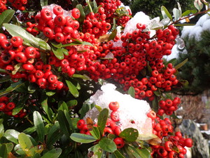 ピラカンサ 13.12.14 ピラカンサ 13.12.14