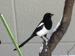カササギ カササギ