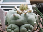 あれま、蕾が上がってきたよ あれま、蕾が上がってきたよ