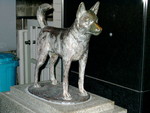 甲斐犬 甲斐犬