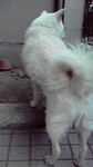 見返り美犬 見返り美犬