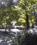 tririn2006-10-25 tririn2006-10-25