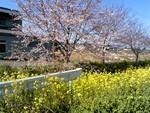さくらなのはな さくらなのはな