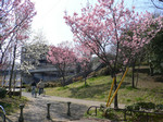 春ですね 春ですね