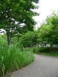雑草ぼーぼー 雑草ぼーぼー