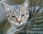 valiant-dk2005-02-24 valiant-dk2005-02-24