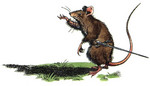 Reepicheep Reepicheep