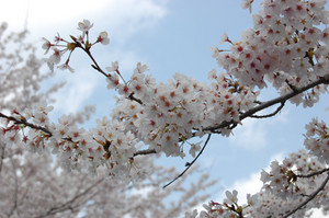 桜満開2010 桜満開2010