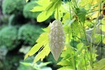 最後の、「白ゴーヤ} 最後の、「白ゴーヤ}
