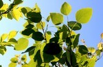 「ヤマナラシ(山鳴らし)」の葉が、揺 「ヤマナラシ(山鳴らし)」の葉が、揺