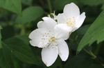 残り少なくなった「バイカウツギ(梅花 残り少なくなった「バイカウツギ(梅花
