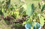 お月さまにお供えする「サトイモ(里芋 お月さまにお供えする「サトイモ(里芋