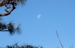 西空高く、「昨夜・臘月十九日」の月。 西空高く、「昨夜・臘月十九日」の月。