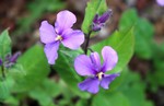 鮮やかな、「ショカツサイ(諸葛菜)」 鮮やかな、「ショカツサイ(諸葛菜)」