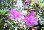 「サツキ(皐月)」、大型の花。 「サツキ(皐月)」、大型の花。