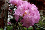 豪華な「ツクシシャクナゲ(築紫石楠花 豪華な「ツクシシャクナゲ(築紫石楠花