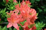 辺りを明るくする、レンゲツツジ(蓮華 辺りを明るくする、レンゲツツジ(蓮華