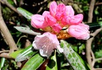 初々しさが際立つ「屋久島石楠花」の花 初々しさが際立つ「屋久島石楠花」の花