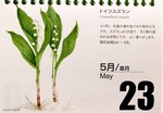 『北海道 花暦』、5月23日は「ドイツ 『北海道 花暦』、5月23日は「ドイツ