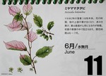 『北海道 花暦』、ミヤママタタビ。 『北海道 花暦』、ミヤママタタビ。